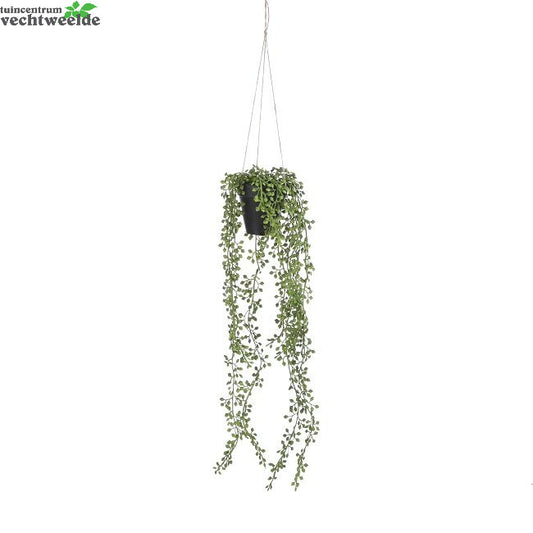  Senecio Hangend D9cm Groen (Zijde-plant)