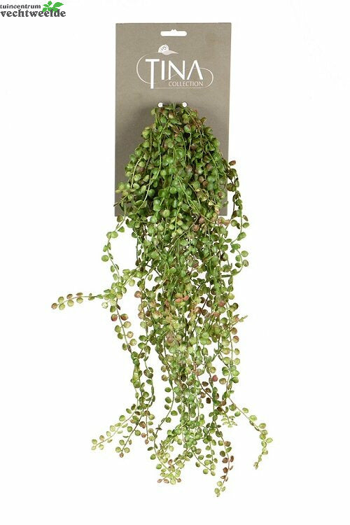  Siererwt Hanger L50cm Grn/rd Header