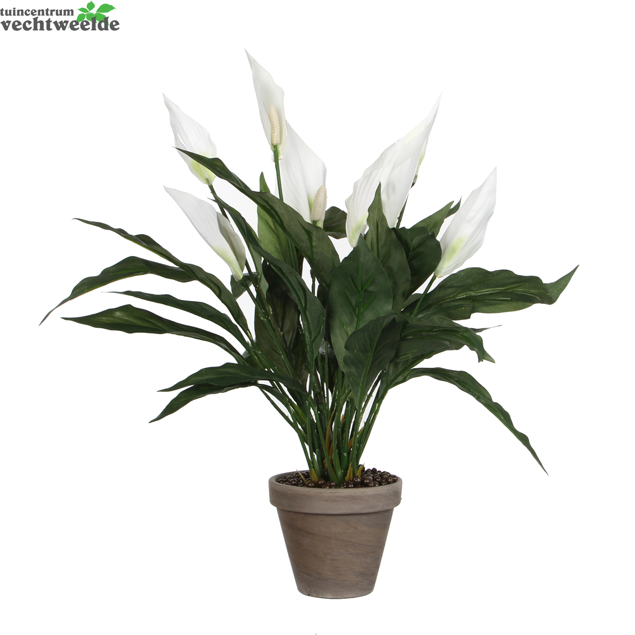  Spathiphyllum D40h50cm Wit (Zijde-plant)