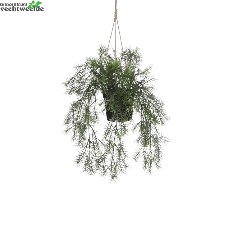  Springeria Bos Hang D9.5cm Groen