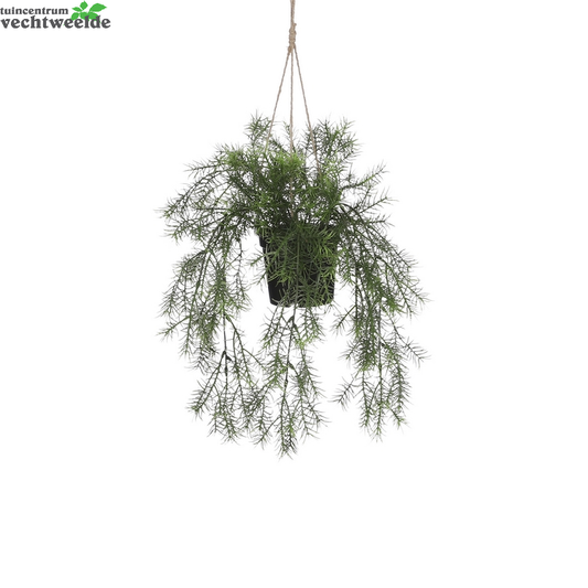  Springeria Bos Hang D9.5cm Groen