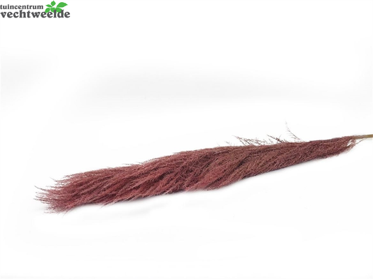  Steel Cortaderia Super L165cm Roze