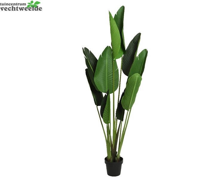  Strelitzia Plastic D70h150cm Groen (Zijde-bloem)