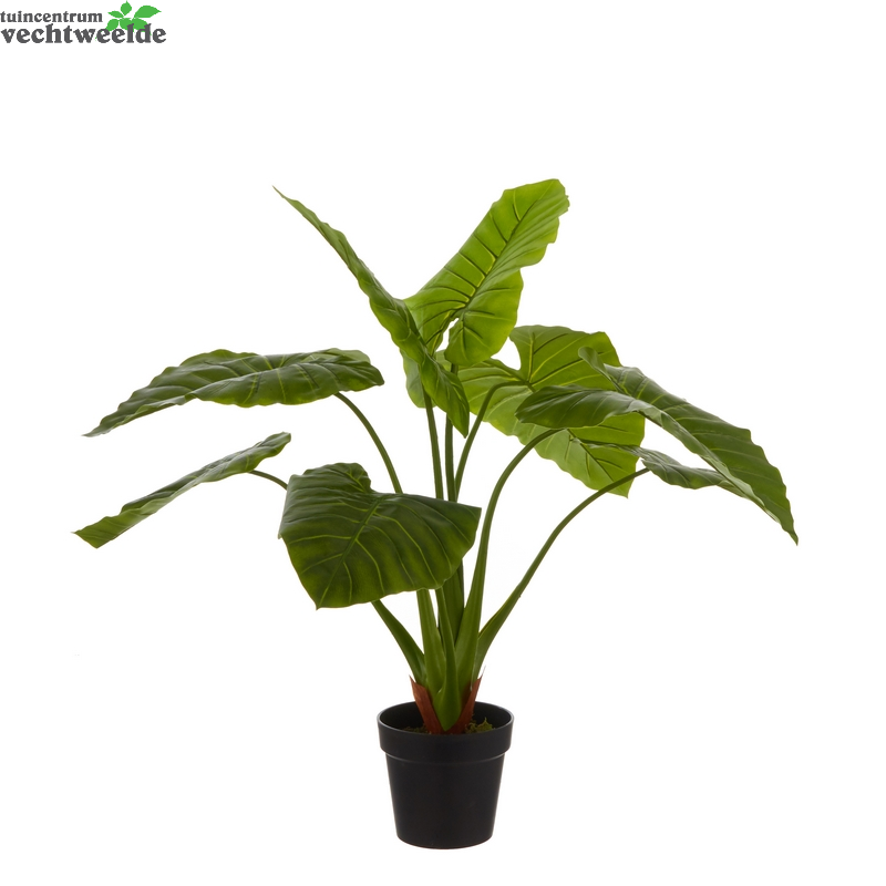  Taro In Pot D100h100cm Groen