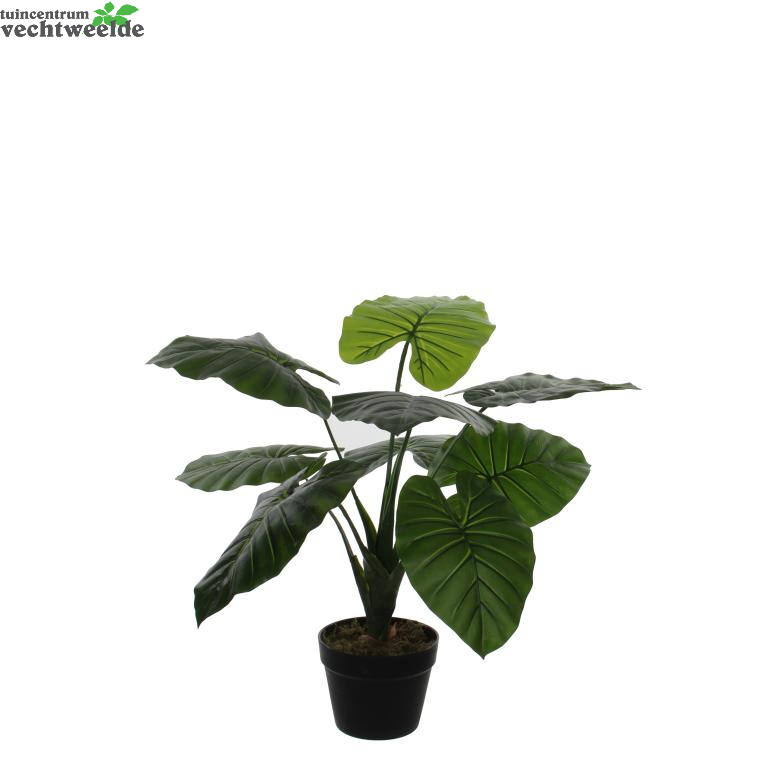  Taro In Pot H60d60cm Groen (Zijde-plant)