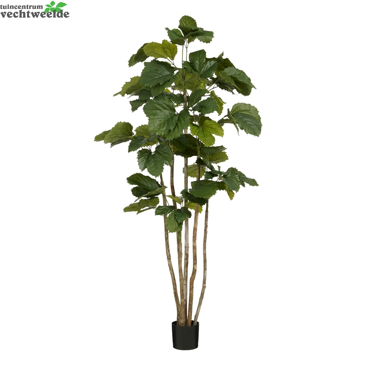  Tetrastigma I/pot D50h150cm Groen