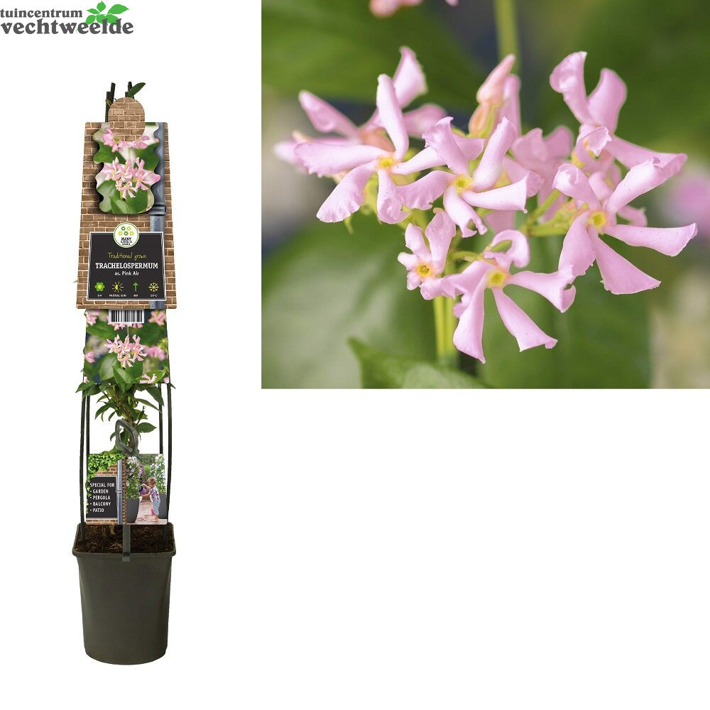 Trachelospermum As. Pink Air
