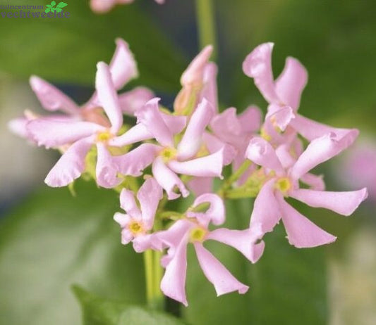  Trachelospermum As. 'Pink Air'