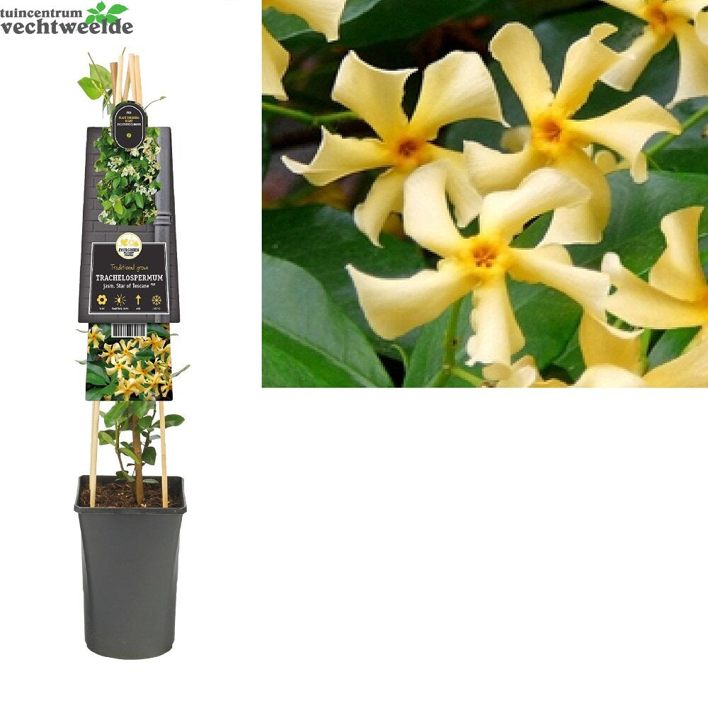  Trachelospermum J. 'Star Of Tosc'®
