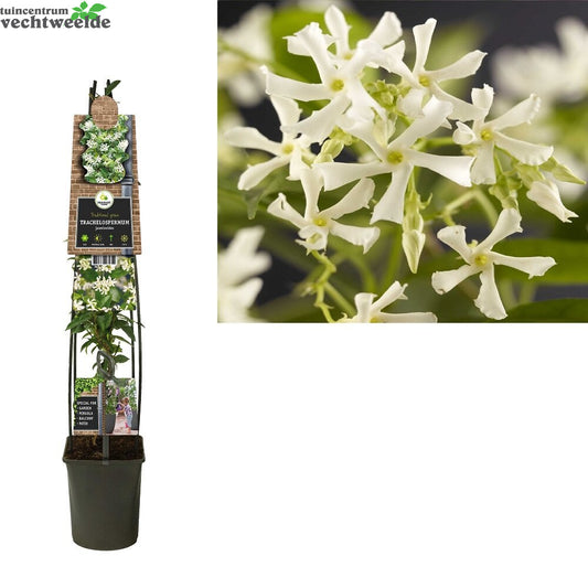  Trachelospermum Jasminoides