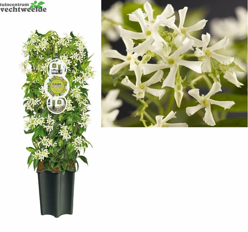  Trachelospermum Jasminoides