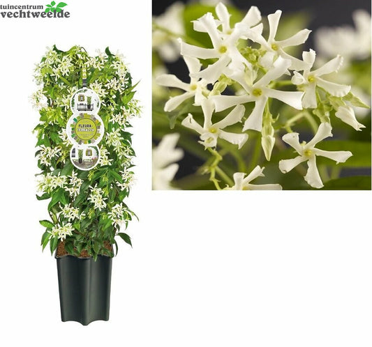  Trachelospermum Jasminoides