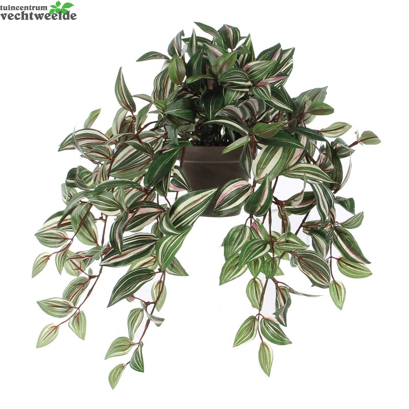 Tradescantia Hang L45b25h25cm Groen