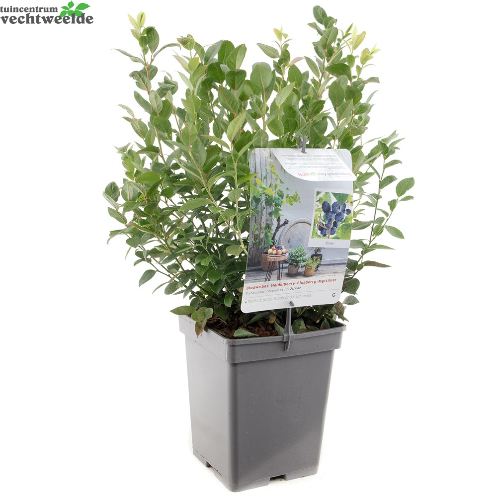  Vaccinium Cor. 'Alvar'