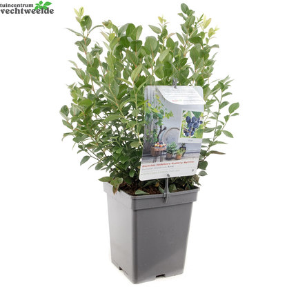 Vaccinium Cor. 'Alvar'
