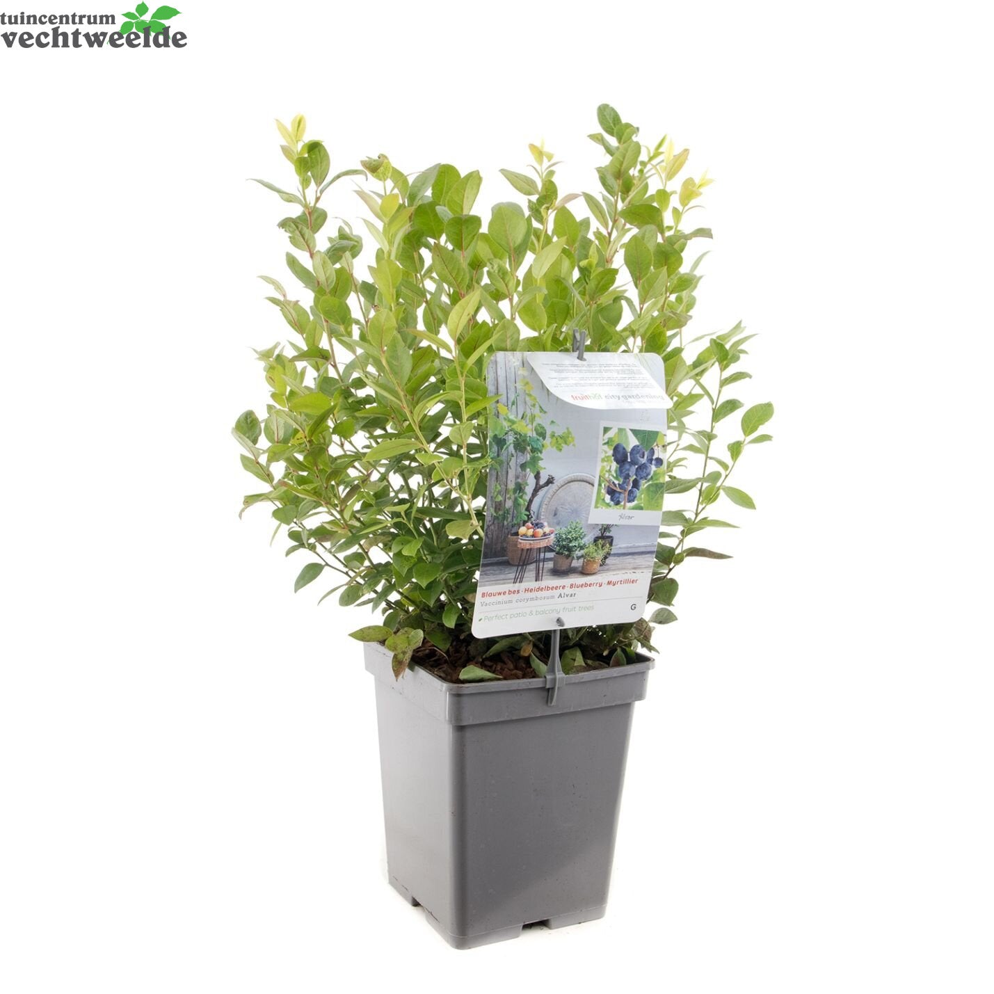  Vaccinium Cor. 'Alvar'
