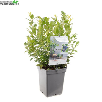  Vaccinium Cor. 'Alvar'