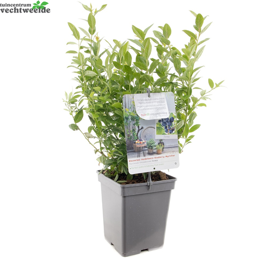  Vaccinium Cor. 'Jorma'