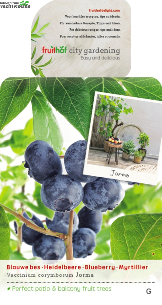  Vaccinium Cor. 'Jorma'