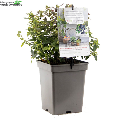  Vaccinium Corymbosum Pot 23cm.