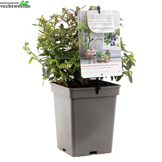  Vaccinium Corymbosum Pot 23cm.