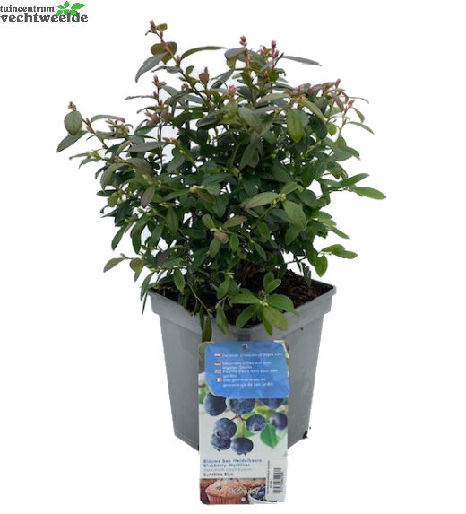  Vaccinium Corymbosum Pot 23cm.
