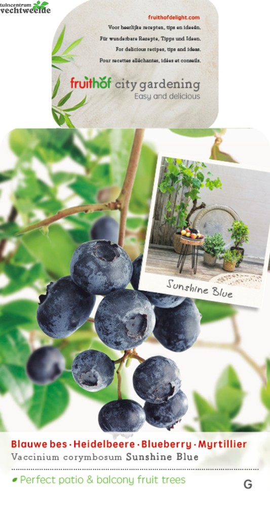  Vaccinium Corymbosum Pot 23cm.