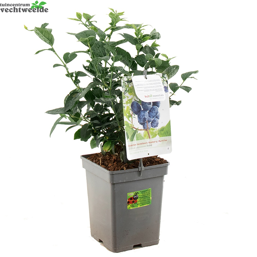  Vaccinium Cr. Jersey Vp5