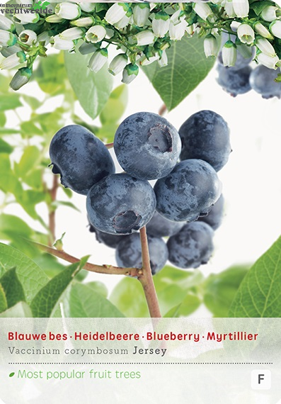 Vaccinium Cr. Jersey Vp5