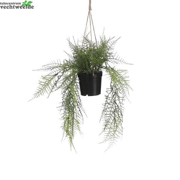  Varen Hang D9.5cm Groen (Zijde-plant)