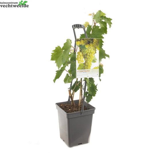  Vitis Bianca Vp5