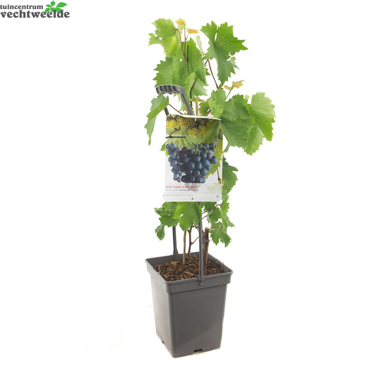  Vitis 'Boskoop Glory'