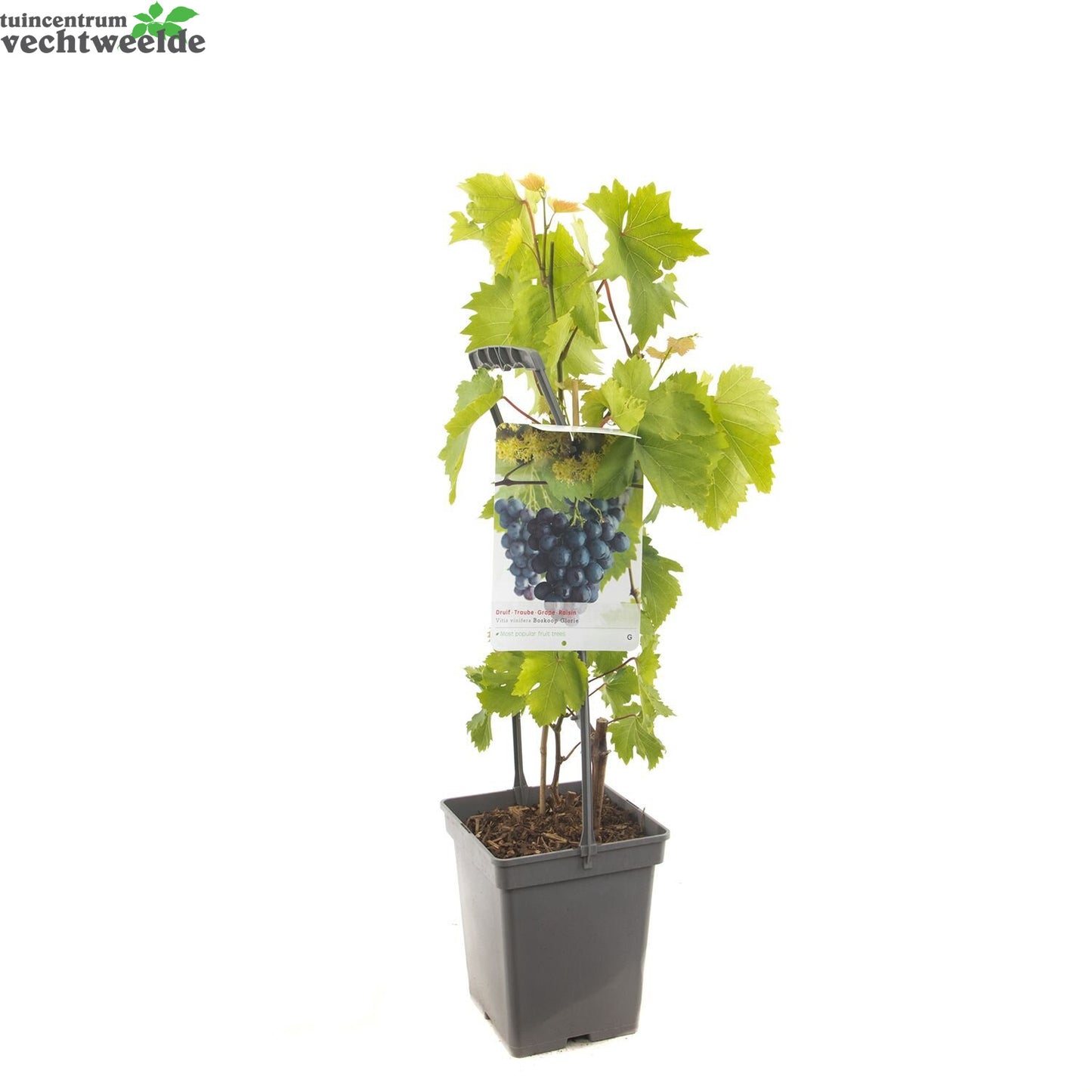  Vitis 'Boskoop Glory'