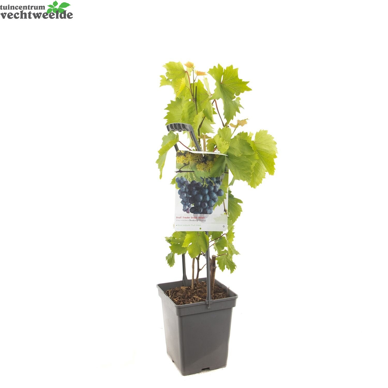  Vitis 'Boskoop Glory'