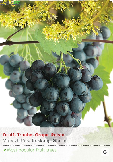 Vitis 'Boskoop Glory'