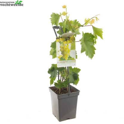  Vitis 'Himrod'
