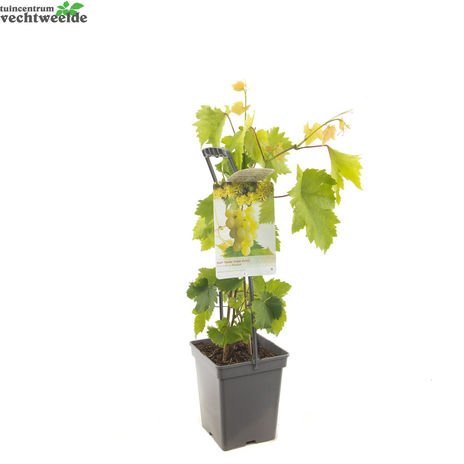  Vitis 'Himrod'