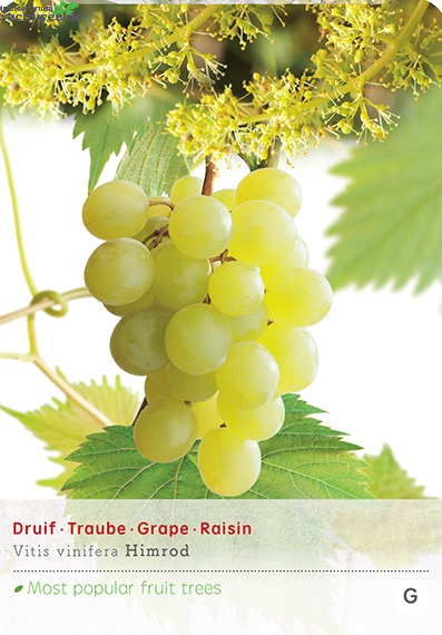  Vitis 'Himrod'