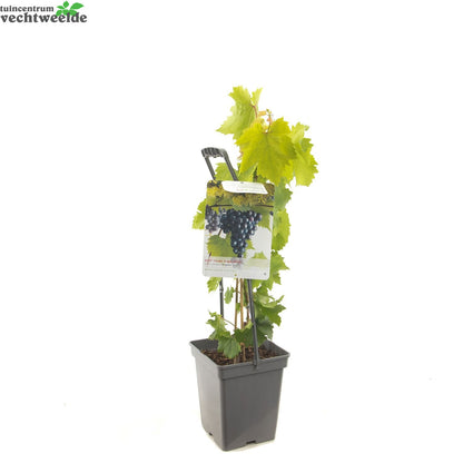  Vitis 'Regent'