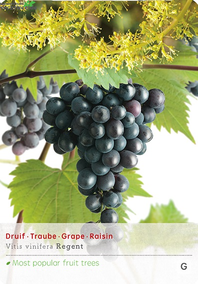  Vitis 'Regent'