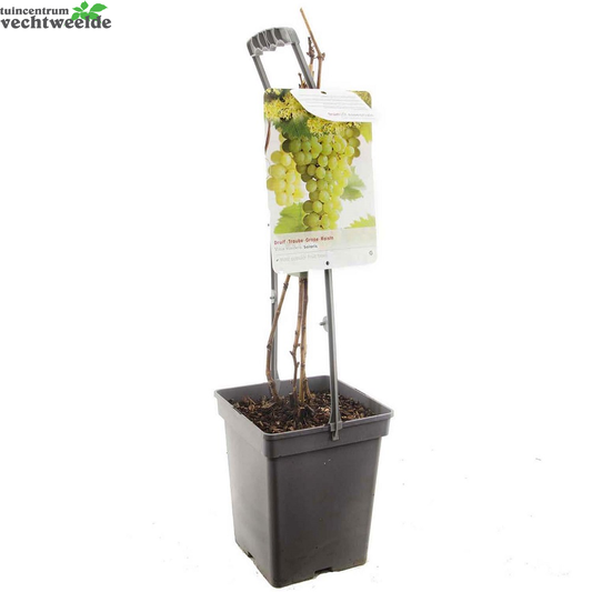  Vitis Solaris Vp5