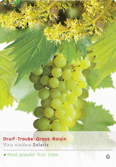  Vitis Solaris Vp5