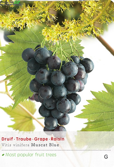  Vitis Vin Muscat Blue Vp5