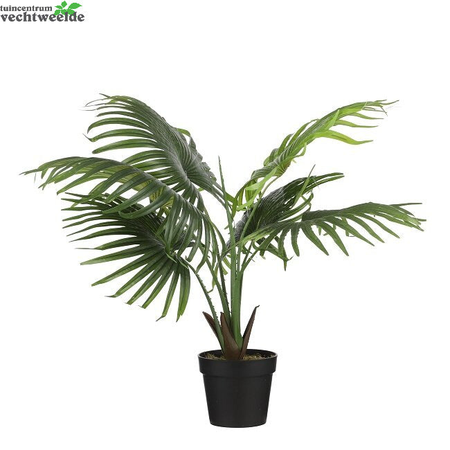  Waaierpalm In Pot D80 H80cm Groen (Zijde-plant)