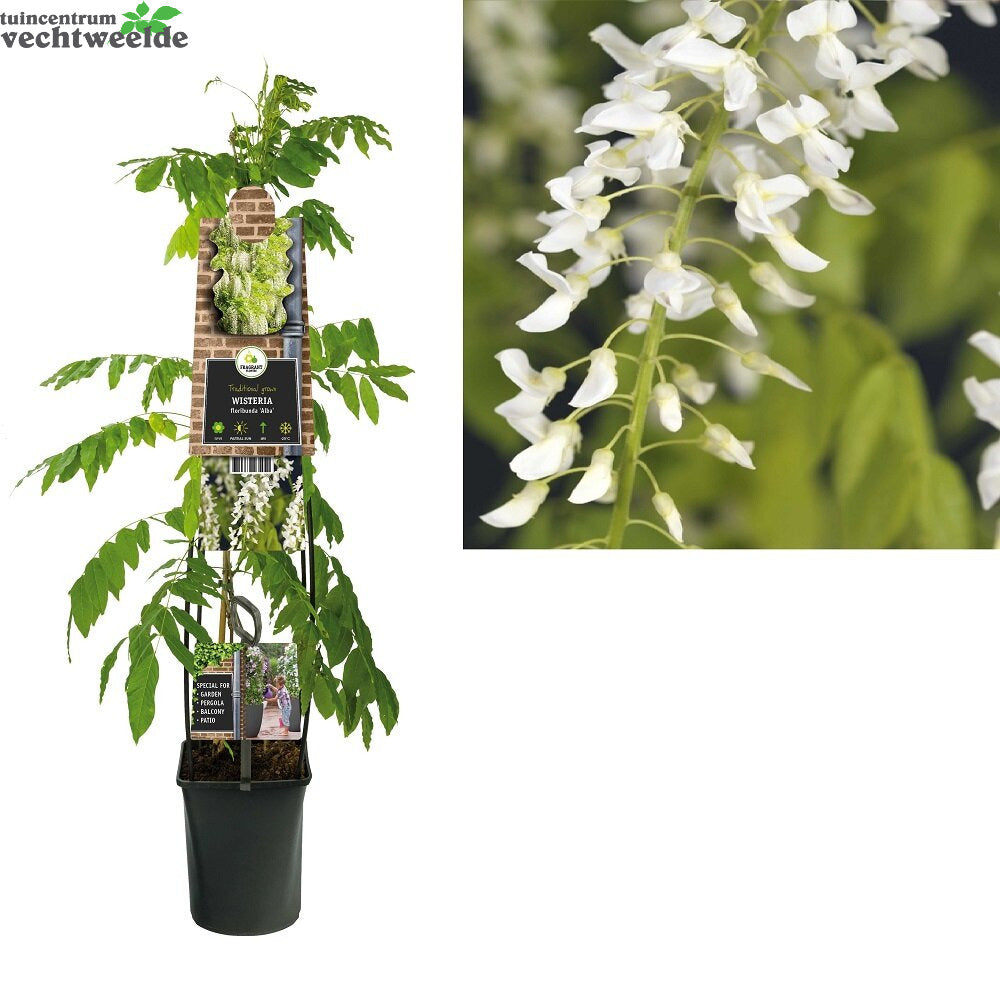  Wisteria Flo. 'Alba'