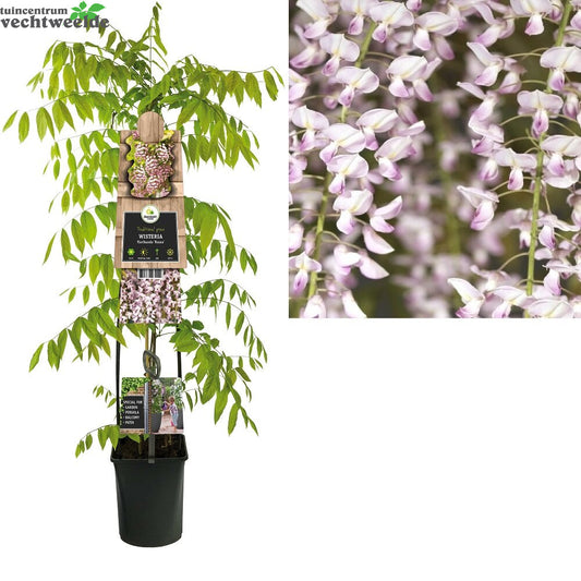  Wisteria Flo. 'Rosea'