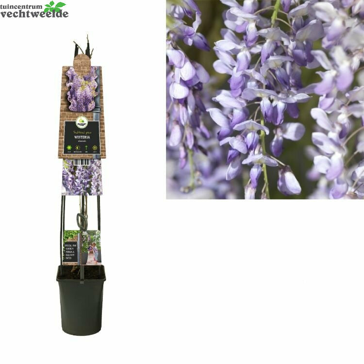  Wisteria Sinensis