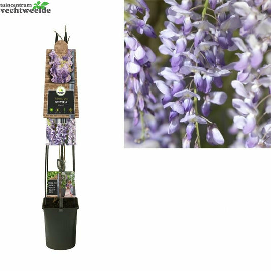  Wisteria Sinensis