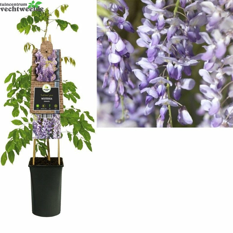  Wisteria Sinensis P16 3.0