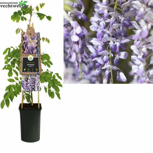  Wisteria Sinensis P16 3.0